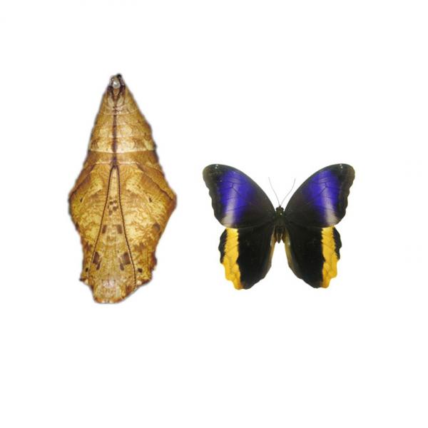 Caligo Atreus (куколка бабочки)