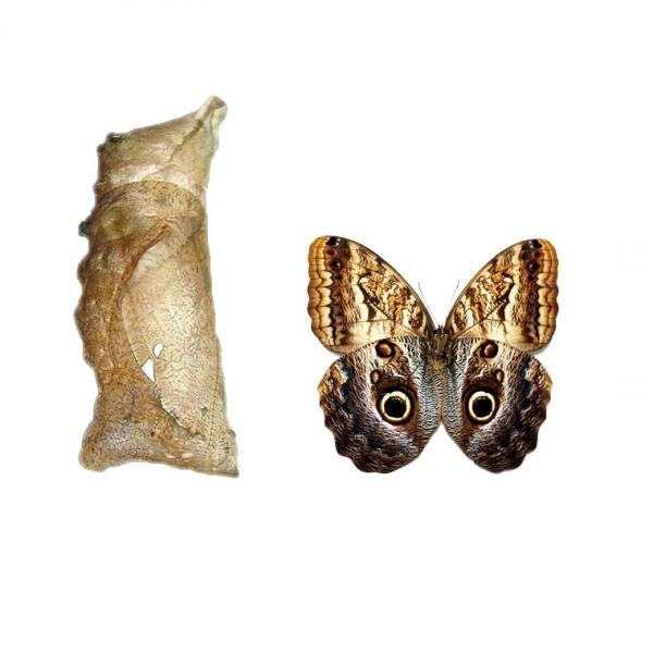 Caligo Memnon (куколка бабочки)