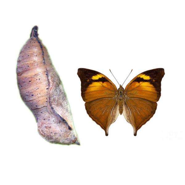 Dolechailia Bistaltide (куколка бабочки)